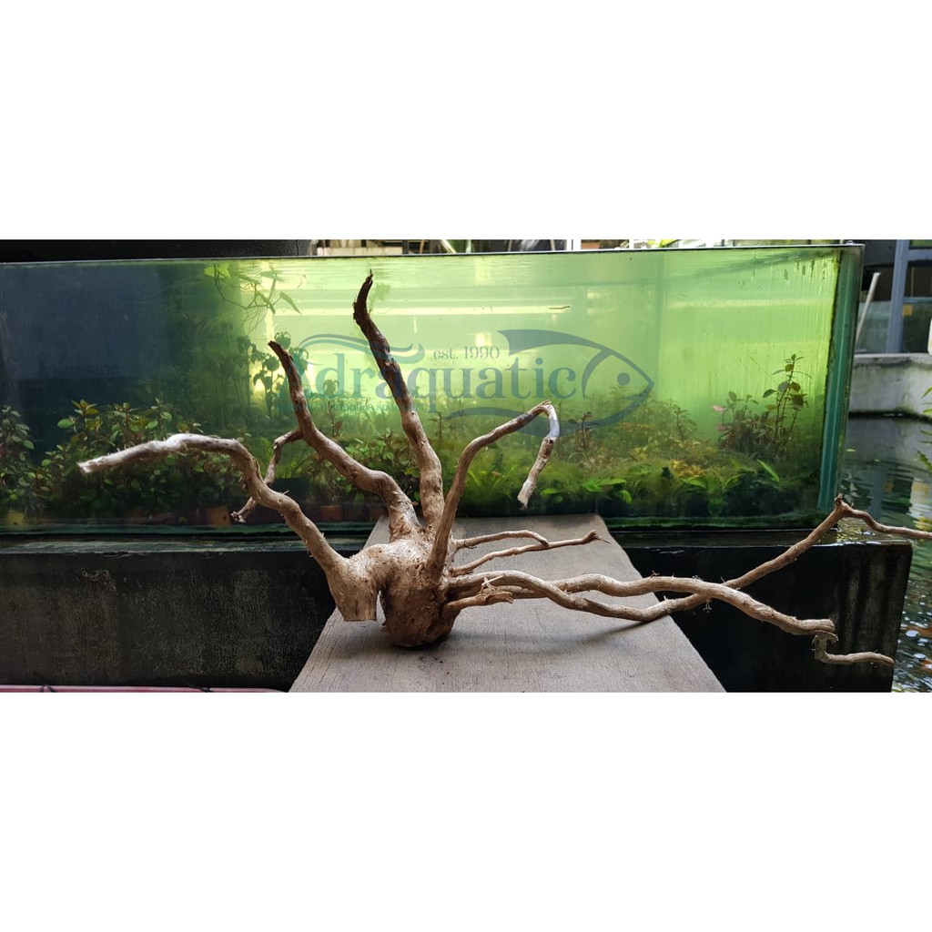 Kayu Batang Senggani Hiasan Aquarium Aquascape Shopee Indonesia Batang kayu hiasan aquarium