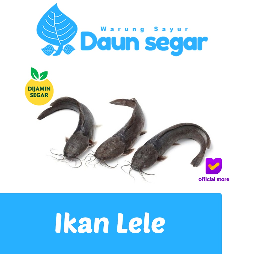 

Ikan Lele 500gram isi 4 ekor Fresh Banget Segar