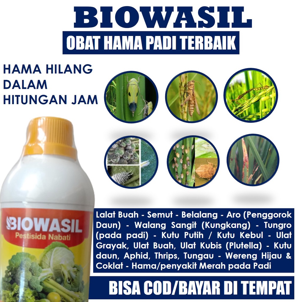 Jual BIOWASIL OBAT HAMA PADI SAWAH Paling Ampuh Obat Semprot Hama