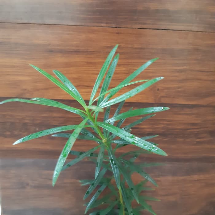 Bahan bonsai lohansung lidah burung - bibit bonsai lohansung rimbun makmur