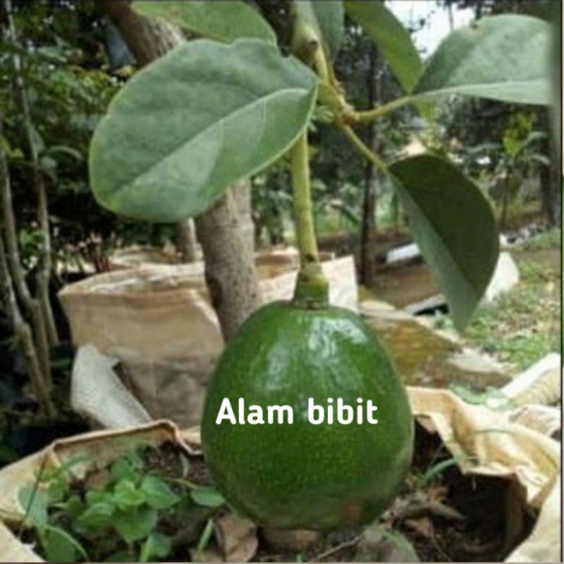 BIBIT ALPUKAT HAWAI STEK INDUKAN BERBUAH (COCOK DI TANAM POT)