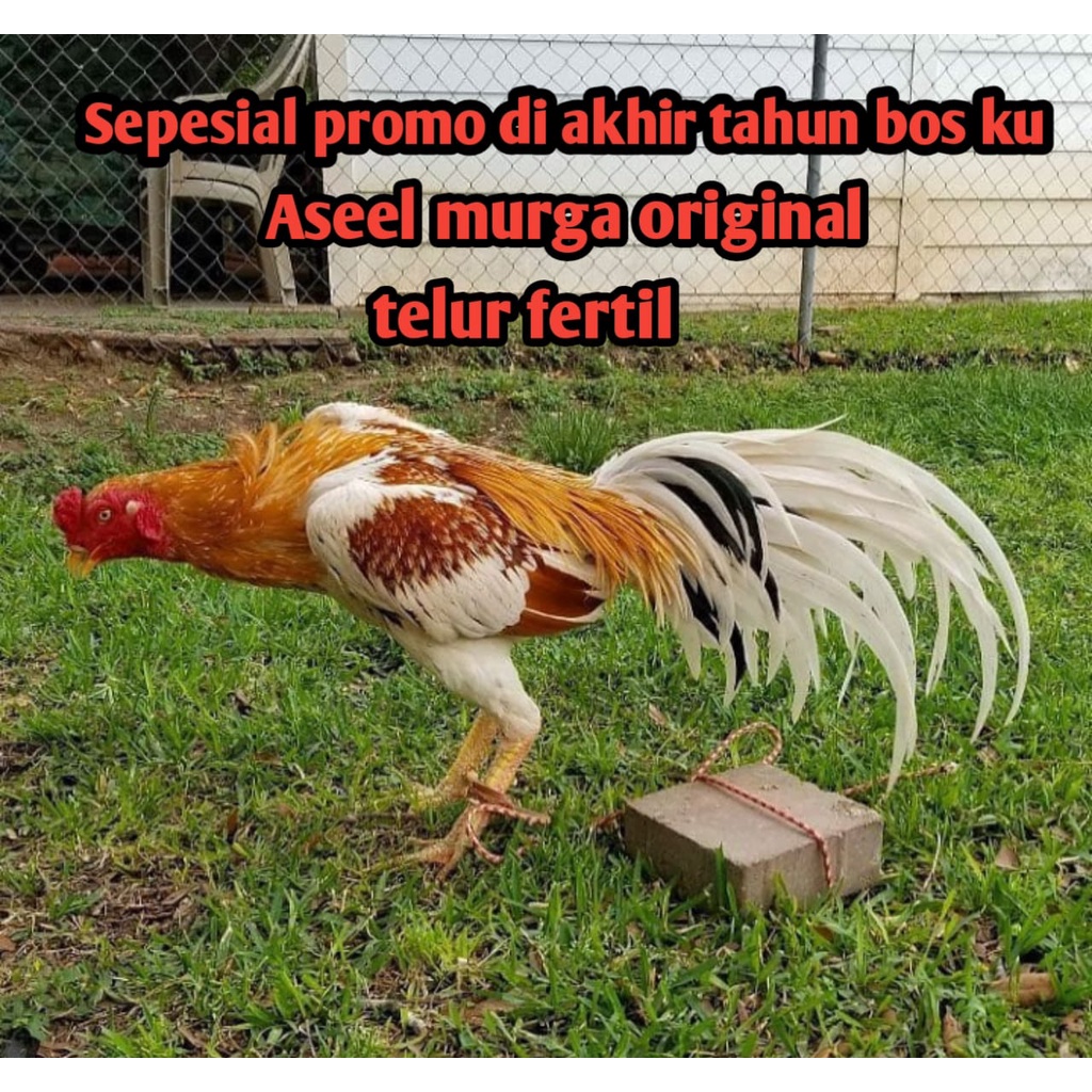 telur ayam bangkok aseel murga orginal