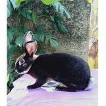 Kelinci Rex bulu karpet jantan dewasa (minus-2).