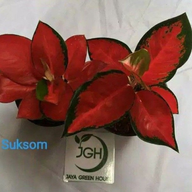 Aglonema Suksom Jaipong Stang Pendek/Stang Panjang