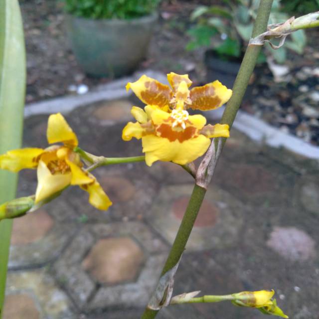 imaseshan17