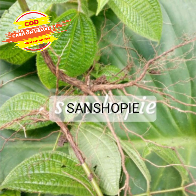 

Akar senggani Atau harendong bulu segar 100 gram