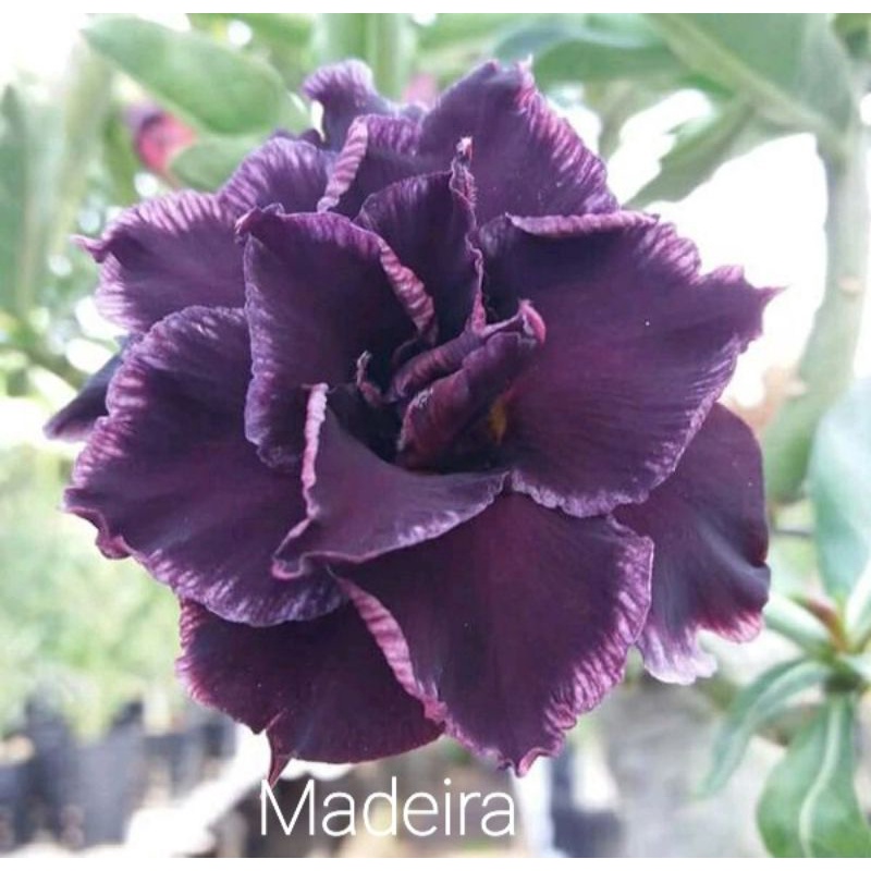 ADENIUM Grafting Id-Madeira