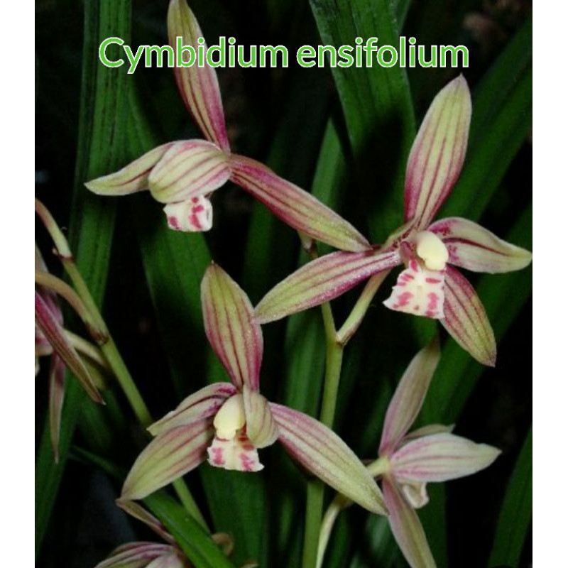 Cymbidium ensifolium