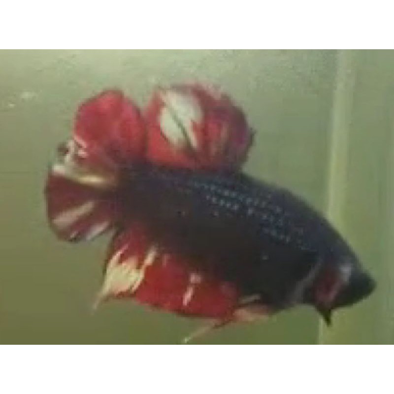 Cupang Black fire ,Black vampire, Avatar Nemo