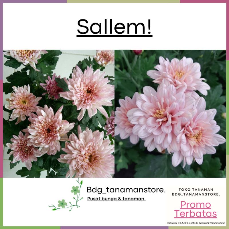 ISI 2 POHON TANAMAN BUNGA KRISAN SERUNI ASTER SALLEM KUALITAS SUPER