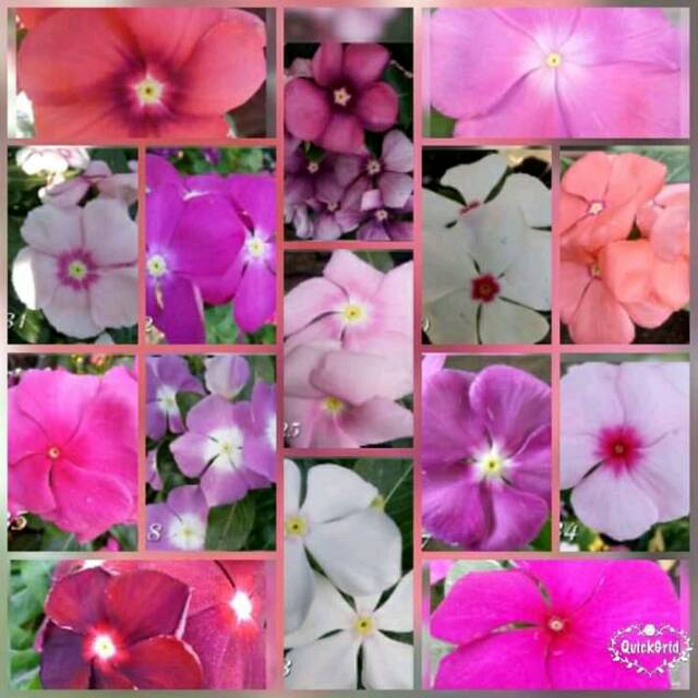 Paket vinca super hemat.vinca.bunga vinca.bunga vinca mix.bunga vinca gantung.benih vinca.vinca tega