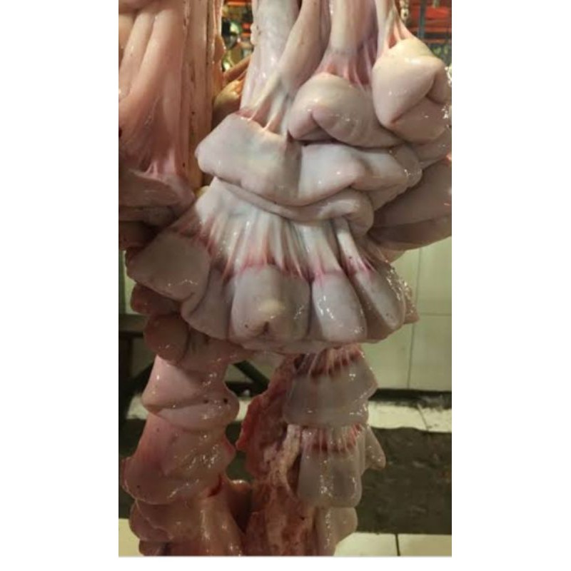 

usus sapi