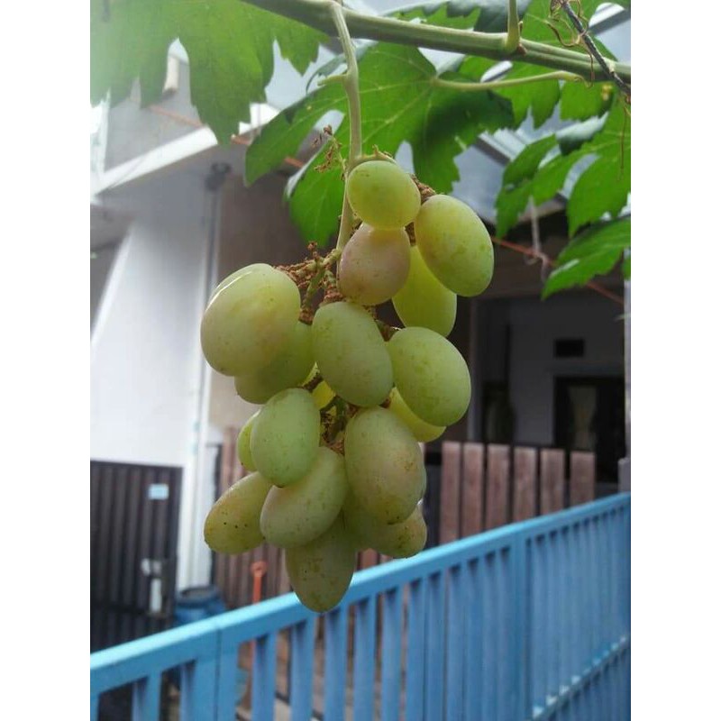 Cutting & entress anggur variant Dixon