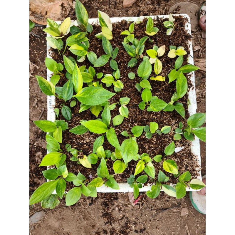 bibit anthurium jemani varigata 1