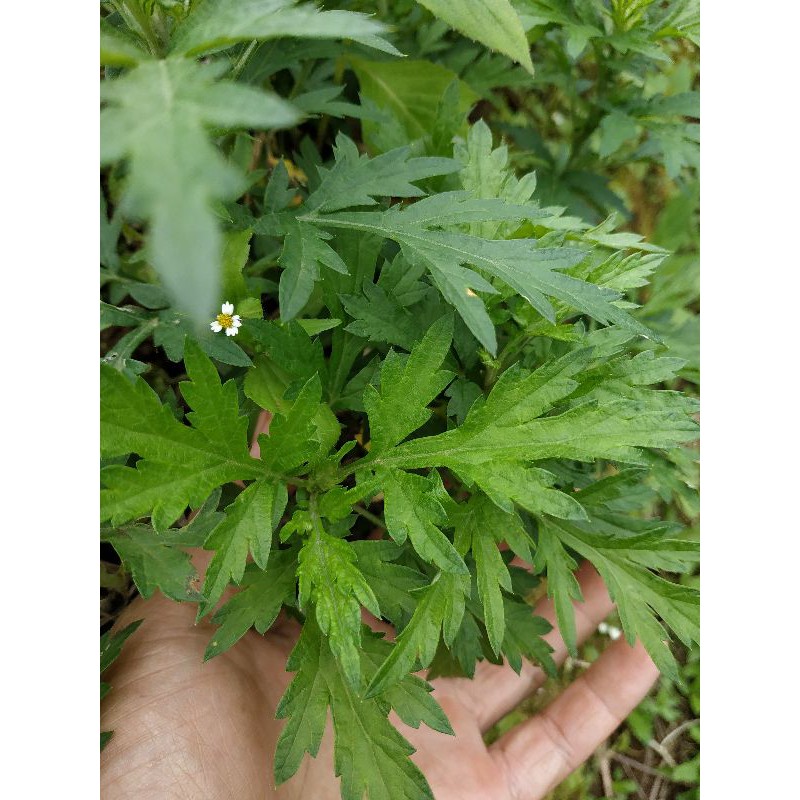 

DAUN SUDOMOLO SEGAR 1 KG / DAUN SUDOMOLO FRESH / SUDOMOLO