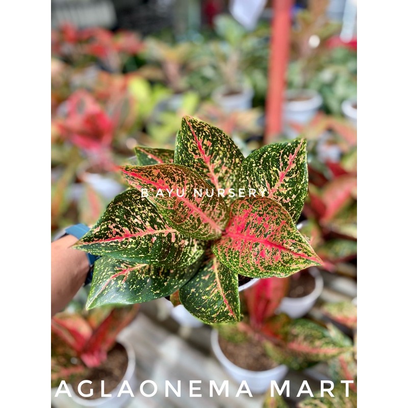 aglaonema tiara