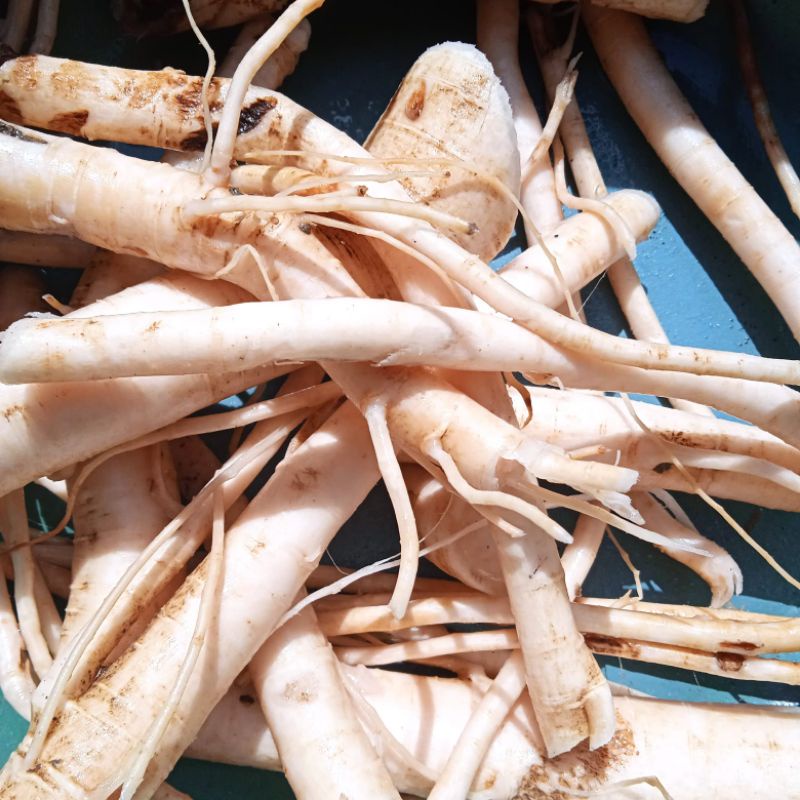 

akar pepaya jantan fresh per 250 gram