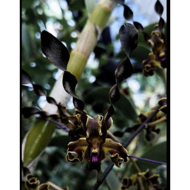 Dendrobium Mpu Gandring
