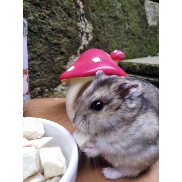 Makanan Hamster  (Dried Chicken (snack protein hamster)