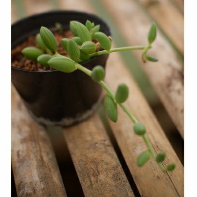 Sukulen String of Watermelon