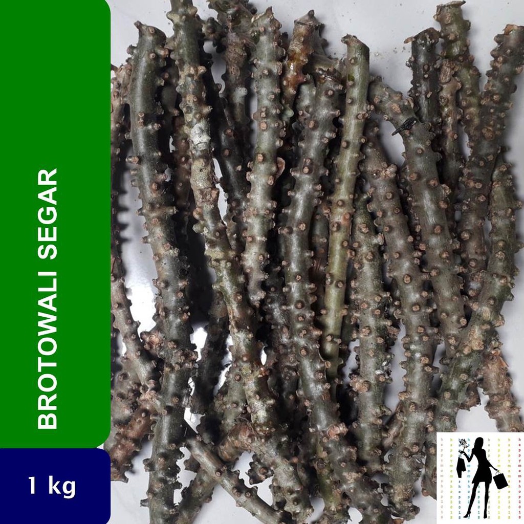 

Brotowali Segar 1 kg
