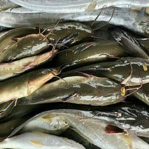 

Fisho | Ikan Sembilang/Lele Laut Segar Ready stock