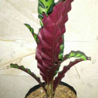  Tanaman  hias calathea lancifolia Pohon meranti ekor  