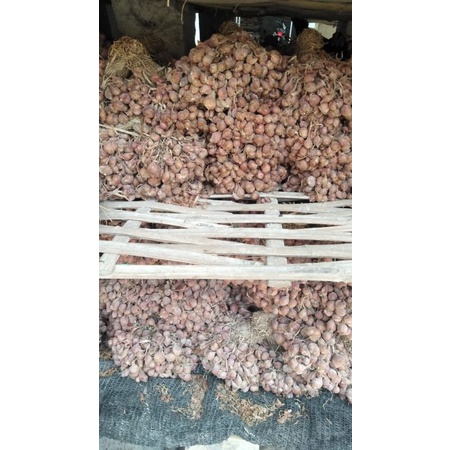 bibit bawang merah varietas bauji manjung umur 45 hari siap tanam