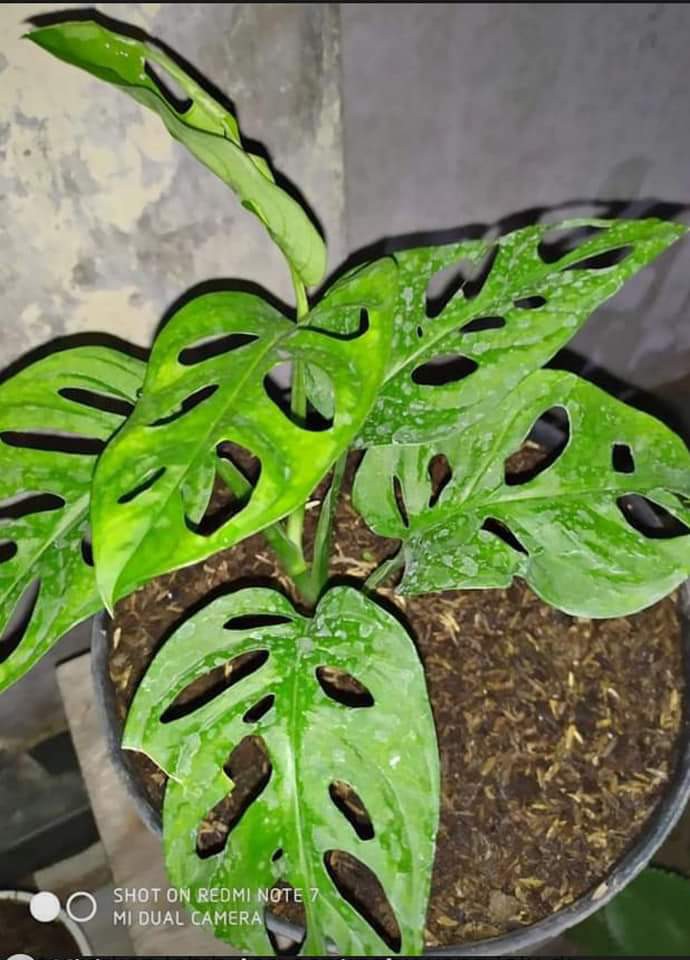 Gamis Batik Meisya Style Motif Batik Rempel