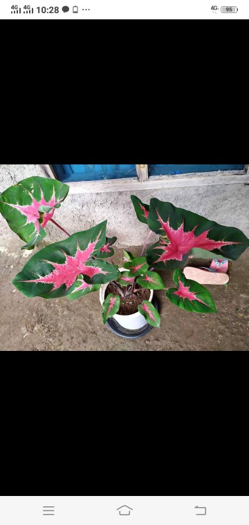 Kladi Joker Keladi Joker Caladium Ace Of Hear Jantung Hati