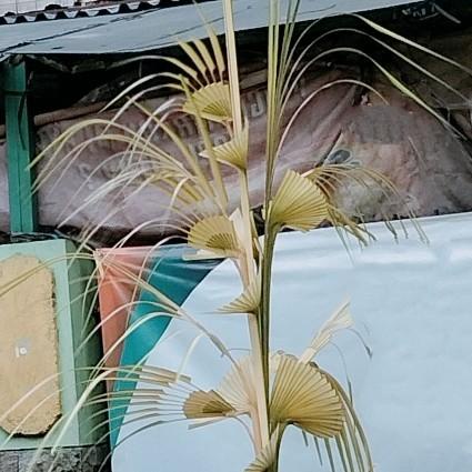 Janur Tanda pernikahan