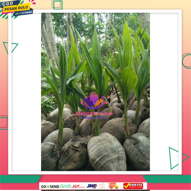 

kelapa hibrid