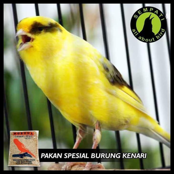 Harga Khusus Pakan Burung Kenari Korona Canary Seed Milet Putih