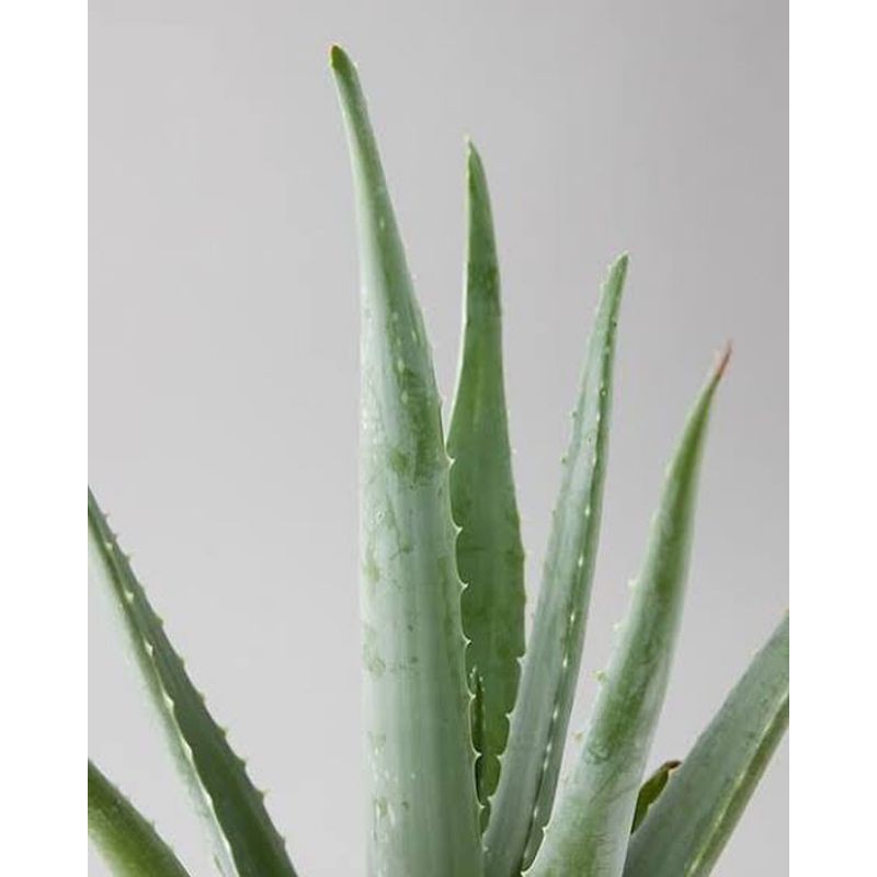 Bibit Benih Aloevera