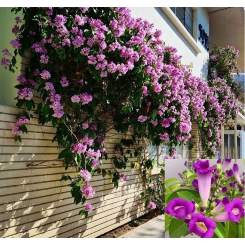 tanaman hias garlic vine