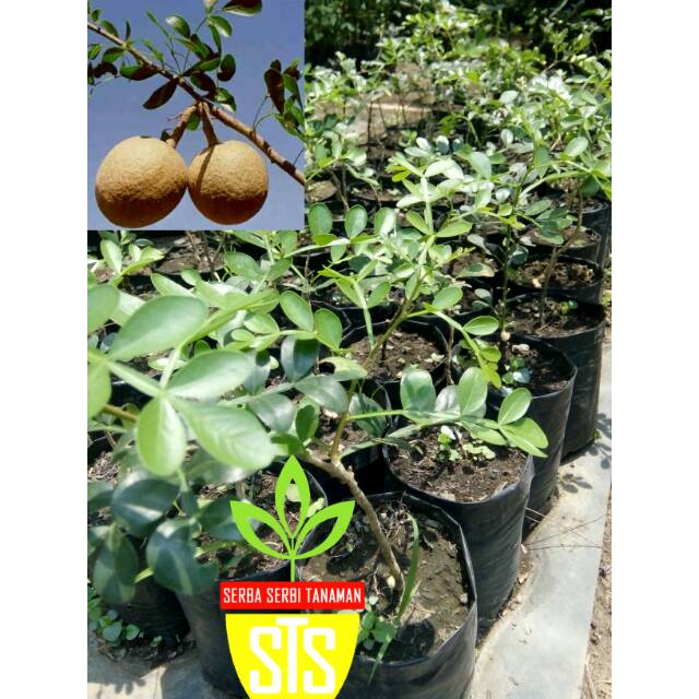 Bibit tanaman kawista batu