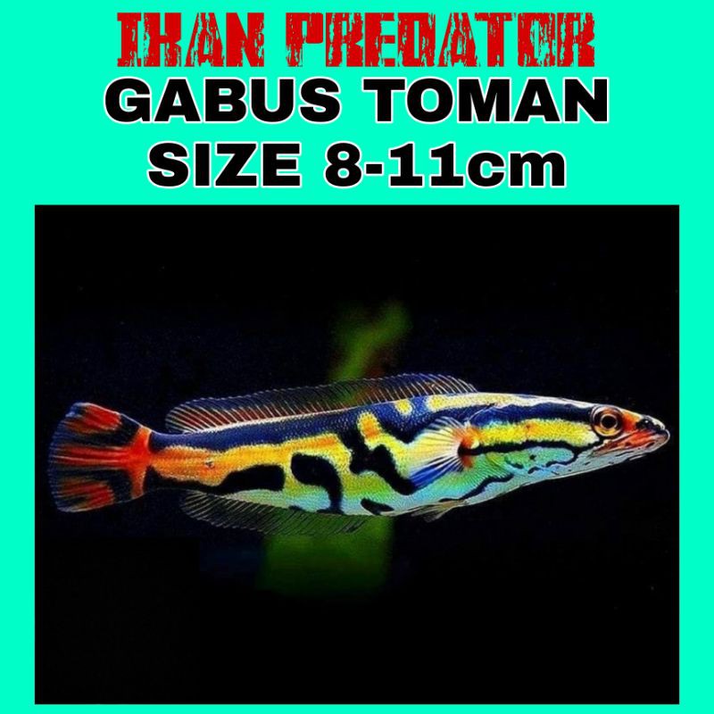 Ikan Hias Gabus Toman Size 8-11cm