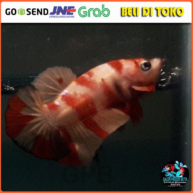 IKAN CUPANG HIAS PLAKAT NEMO IKAN CUPANG NEMO PLAKAT HIAS IKAN HIAS CUPANG NEMO