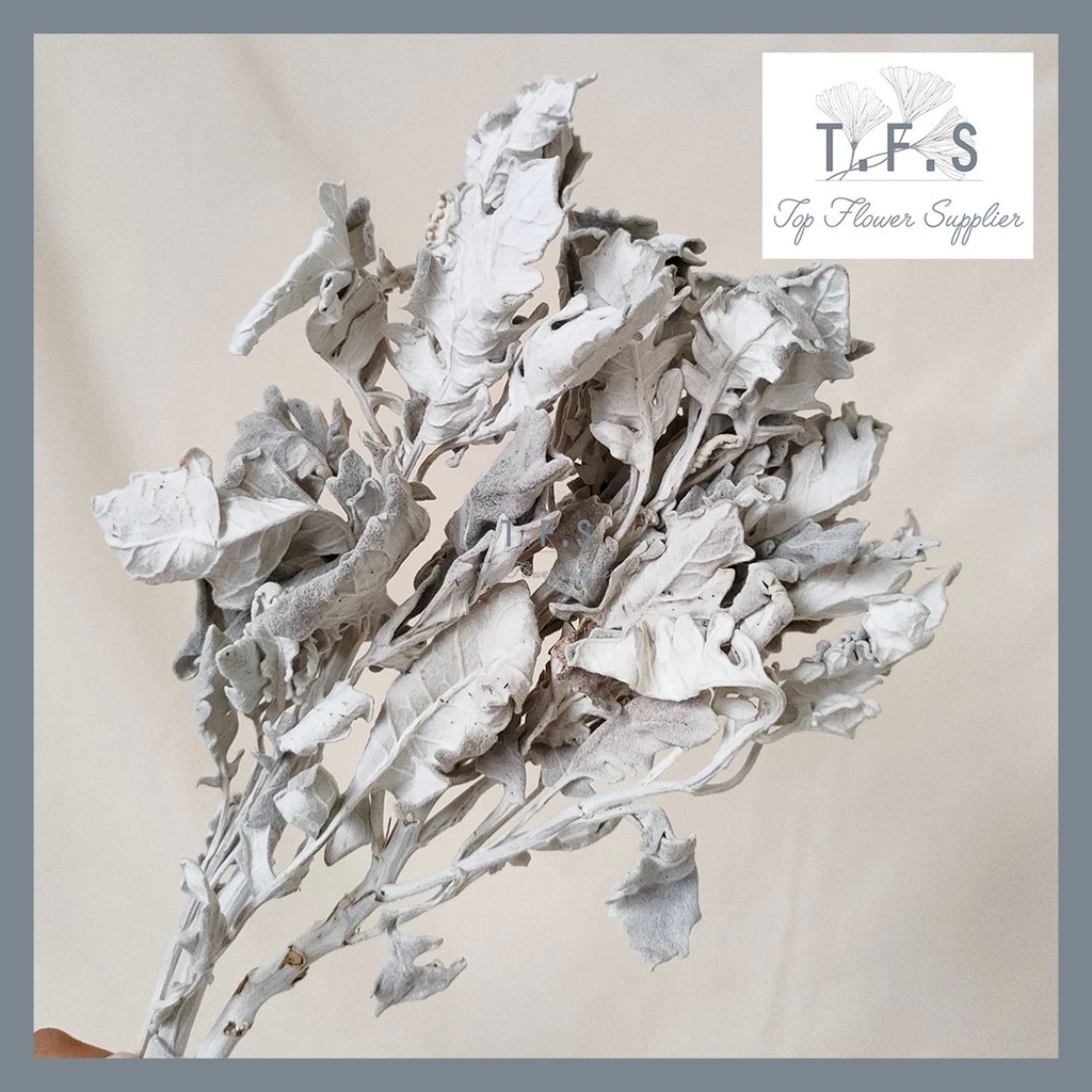 Dried Dusty Miller Silver Daun Hias Kering Asli Import Dekorasi Rumah