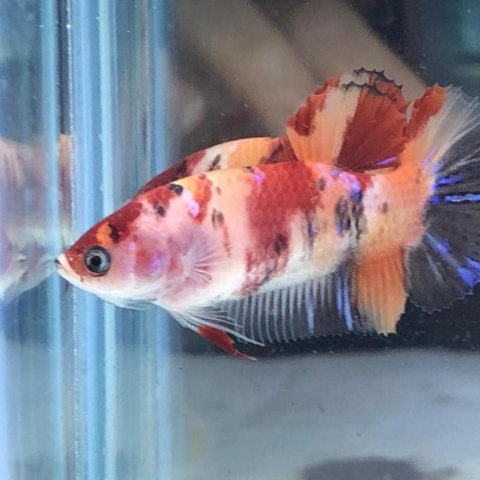 Terbaru Cupang Betina Plakat Nemo Koi Multicolour