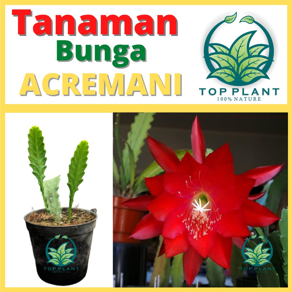 Wijaya Kusuma merah Ackermannii (Epiphyllum Orchid Cactus)-wijaya kusuma -tanaman gantung- Bunga Hid