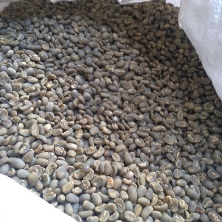

Green Beans Arabica Puntang Giling Basah Biji Kopi Mentah Arabika Semi Washed