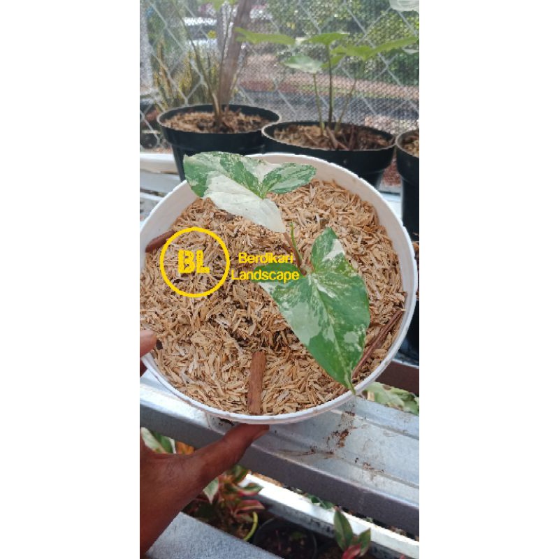 syngonium albo variegata syngonium variegata syngonium varigata