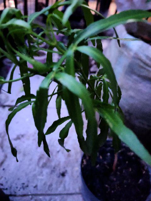 Tanaman Bunga Lavender / Tanaman Pengusir Nyamuk Lavenda