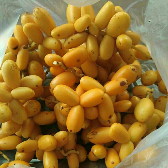 

Kurmamuda 1/2 kg fresh termurah promil