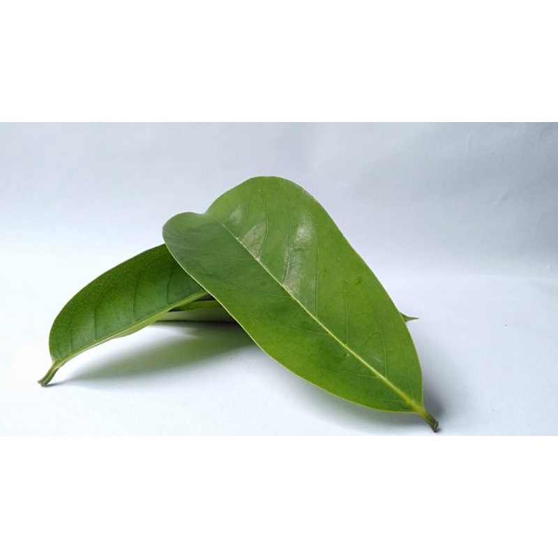 DAUN SIRSAK / DAUN SIRSAK SEGAR