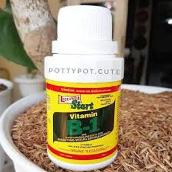 Vitamin B1 Liquinox Start Bagus untuk Akar dan Pertumbuhan Anggrek