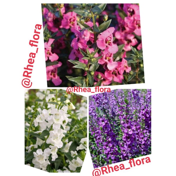 Paket 3 tanaman hias Lavender - Lavender unggu - lavender pink - lavender putih - tanaman pengusir n