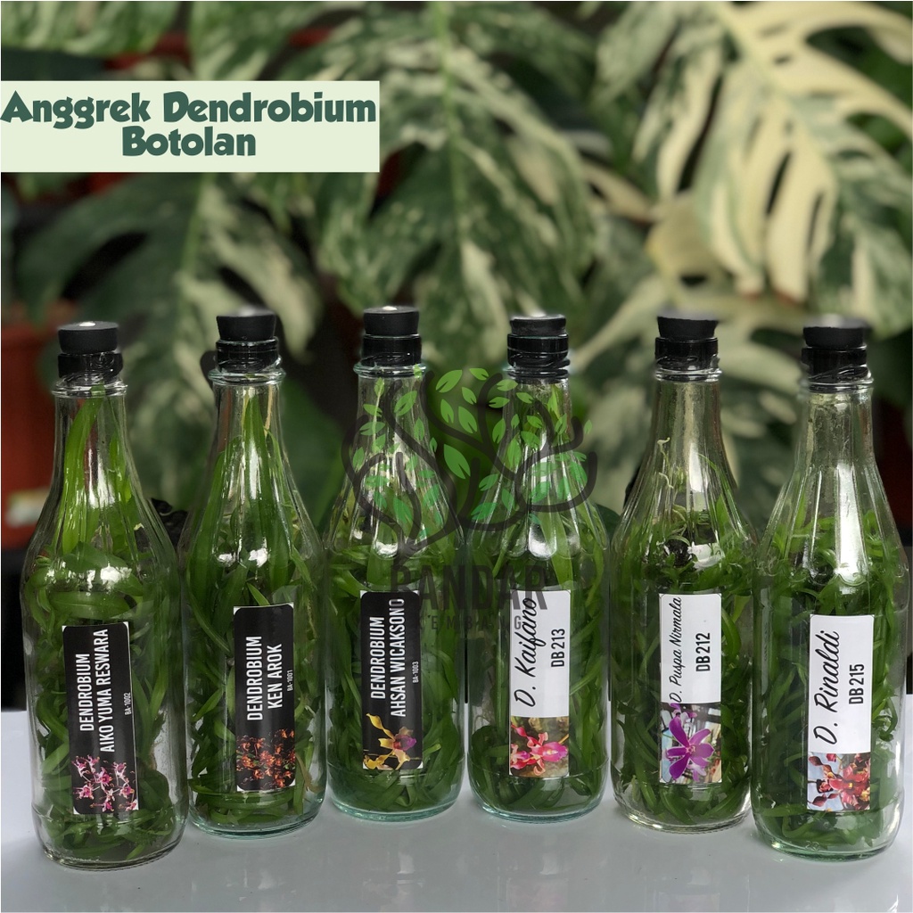 Anggrek Dendrobium Botolan Termurah Bibit Anggrek Dendro Botol