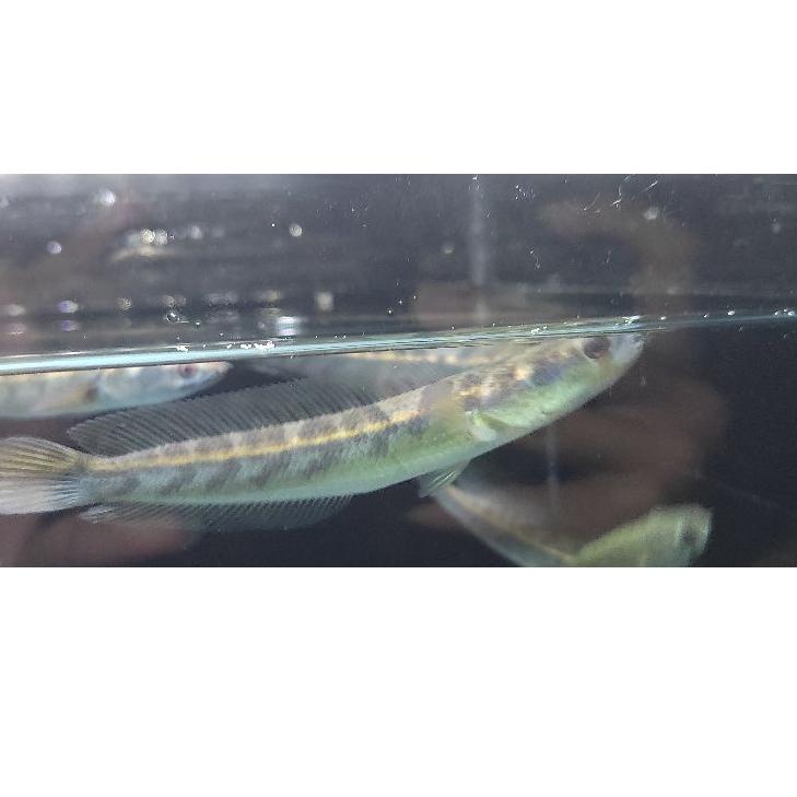 6.6 SALE  maru ys 9-12cm sortiran bar rapi simet bonus. bahan progresan 